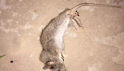 老鼠会游泳吗？