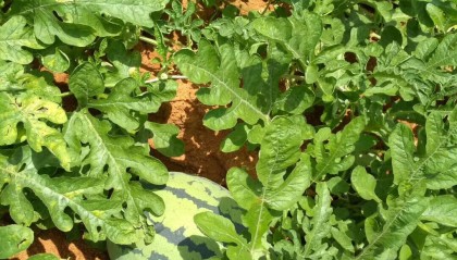 上海的8424西瓜好好吃